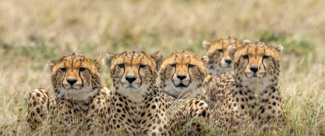 Maasai Marra Cats