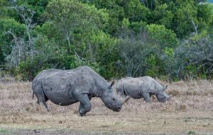 Kenya Expedition Safari Rhinos