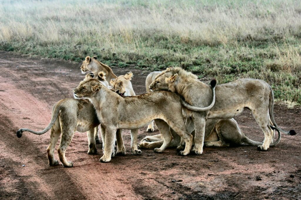 Tanzania Safari Expedition Serengeti Lions