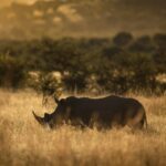 A Rhino in the park Tanzania. Umani bliss Safaris