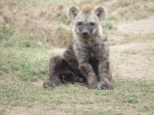 Ol Pejeta Conservation Park Umani Bliss Safaris