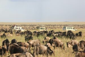 Serengeti the great migration - Umani Bliss Safaris