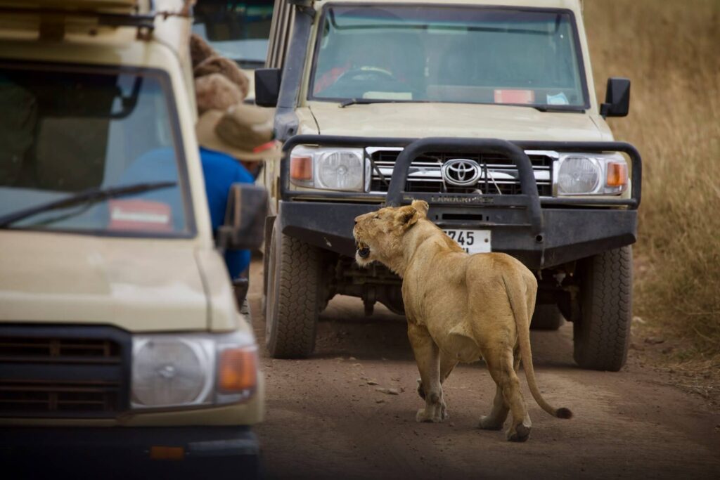 Tanzania Umani Bliss Safaris Lioness