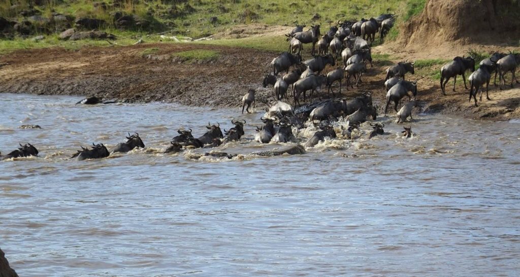 The Great Wildebeest Migration Kenya Tanzania Safari