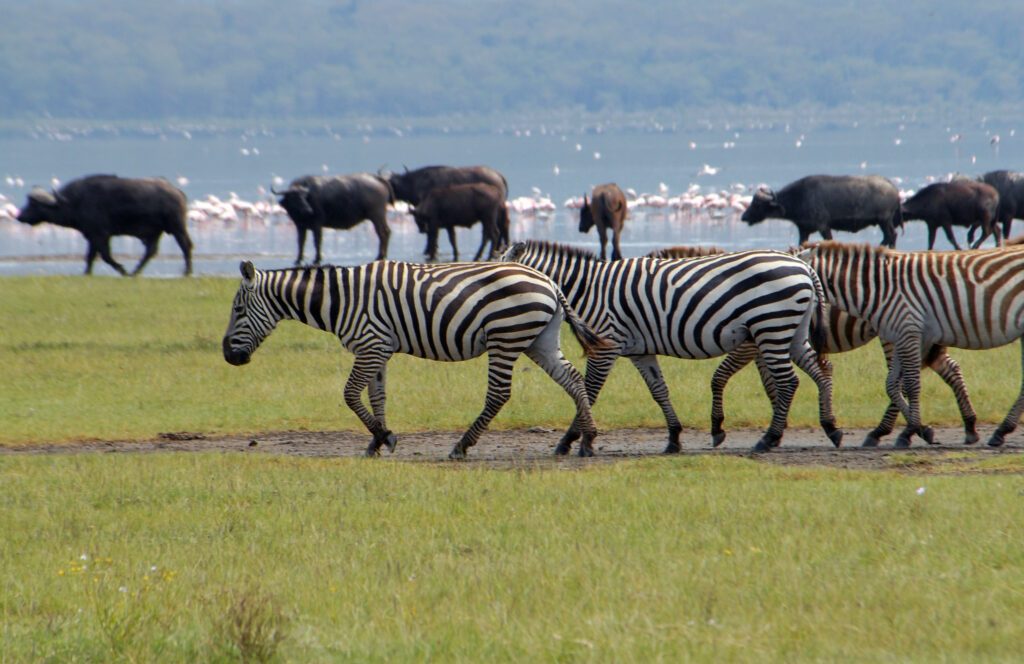 Lake Nakuru