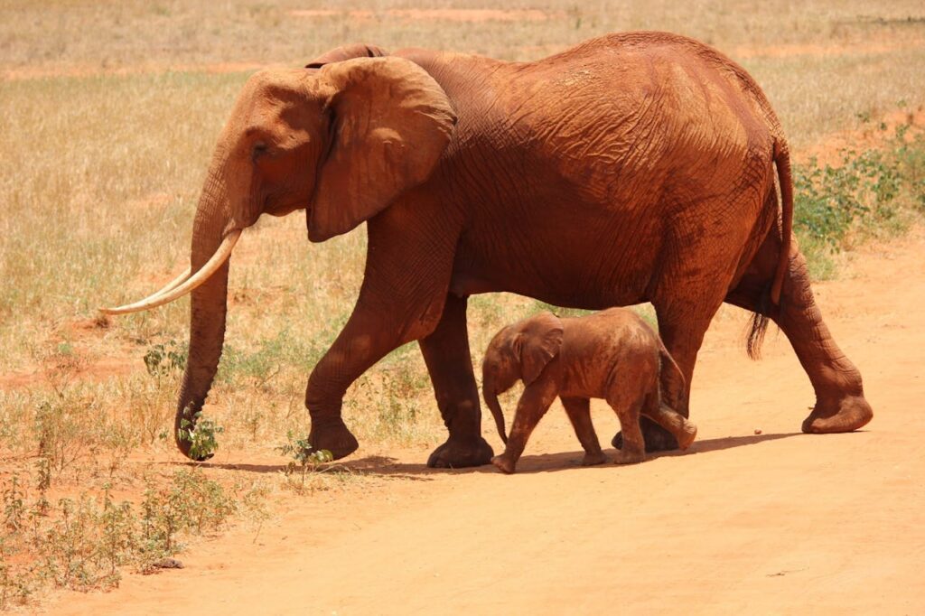 Tsavo East Red Elephants