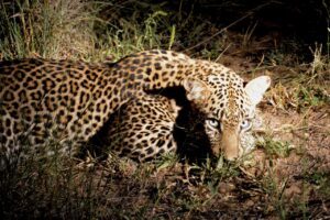 Ol Pejeta Conservancy Safari