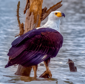 African Fish Eagle Lake Naivasha