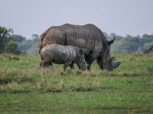 Ol Pejeta Rhinos