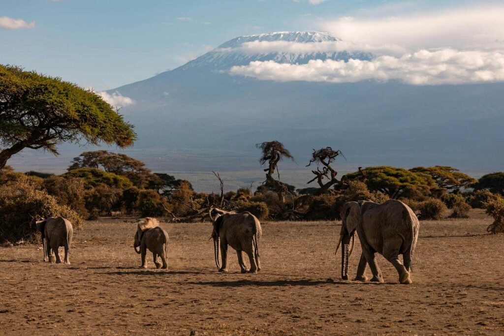 Elephants roaming the Amboseli National Park