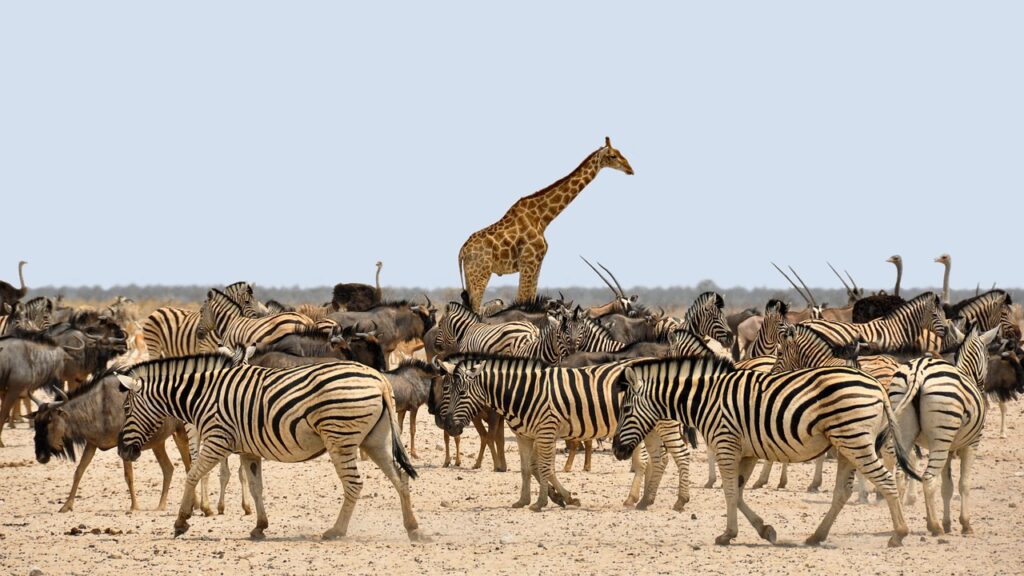 Ngorongoro Dry Season