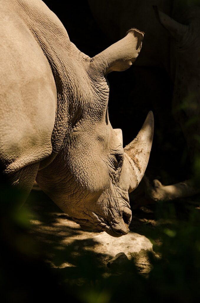 Ngorongoro Rhino Conservation