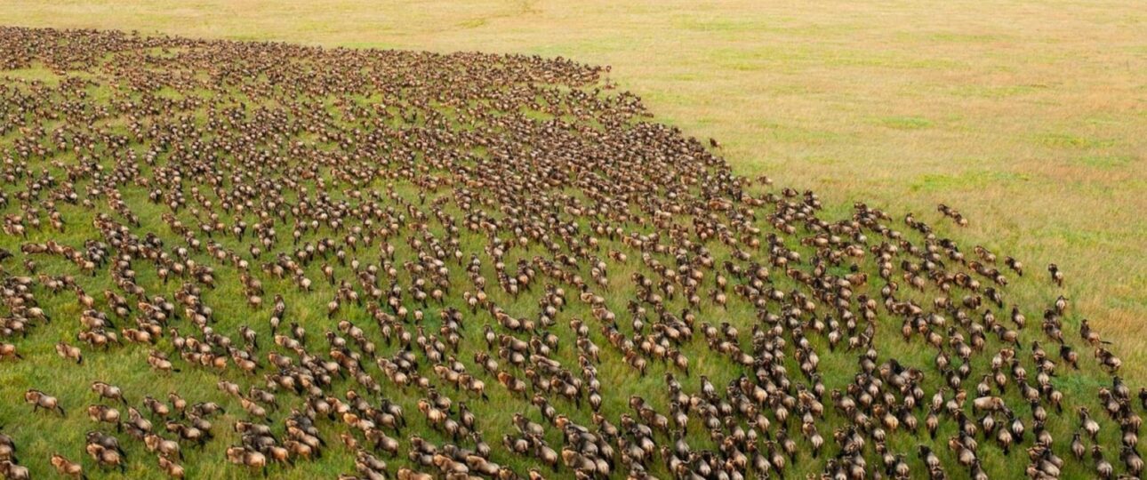 Wilderbeets in Serengeti