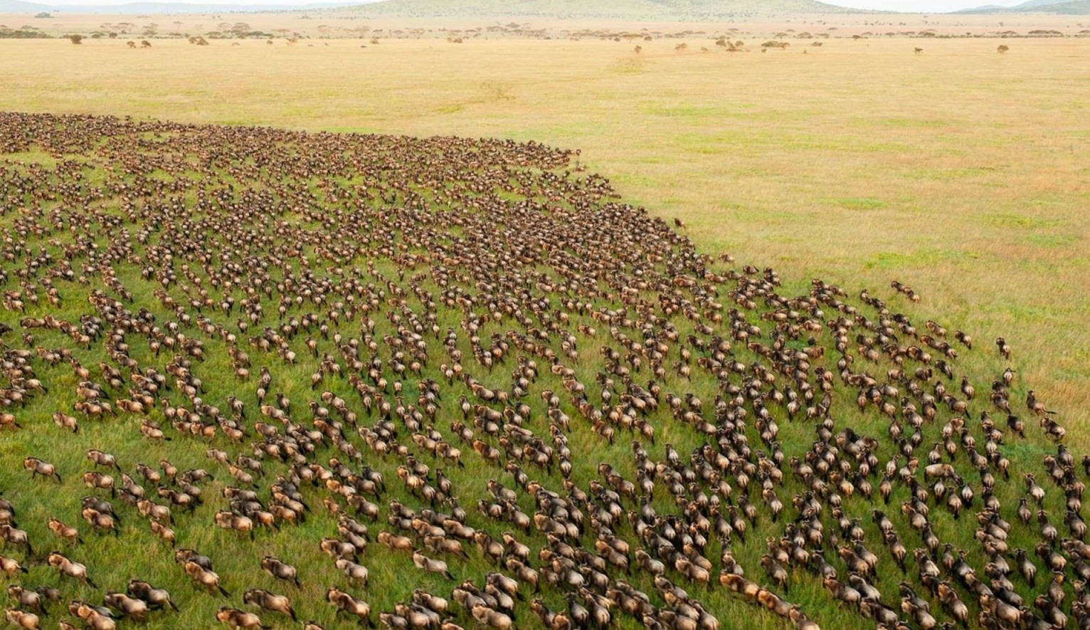 Wilderbeets in Serengeti