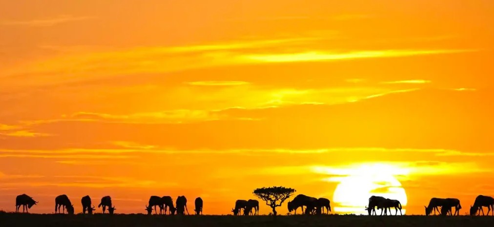 Serengeti Sunset