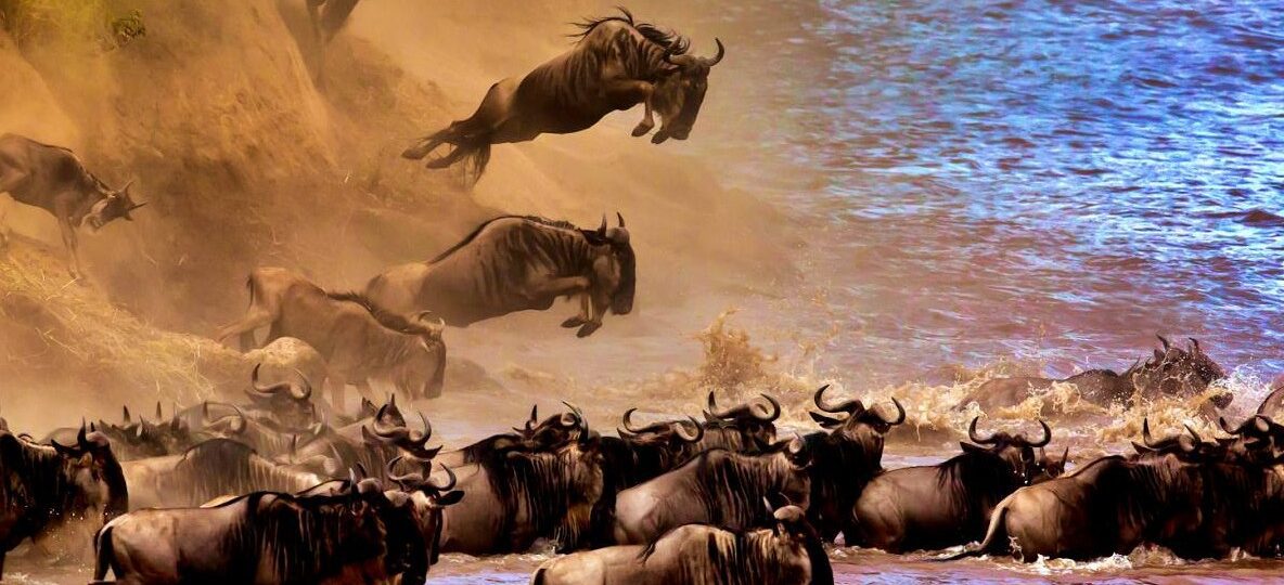 Wilderbeasts Crossing The River