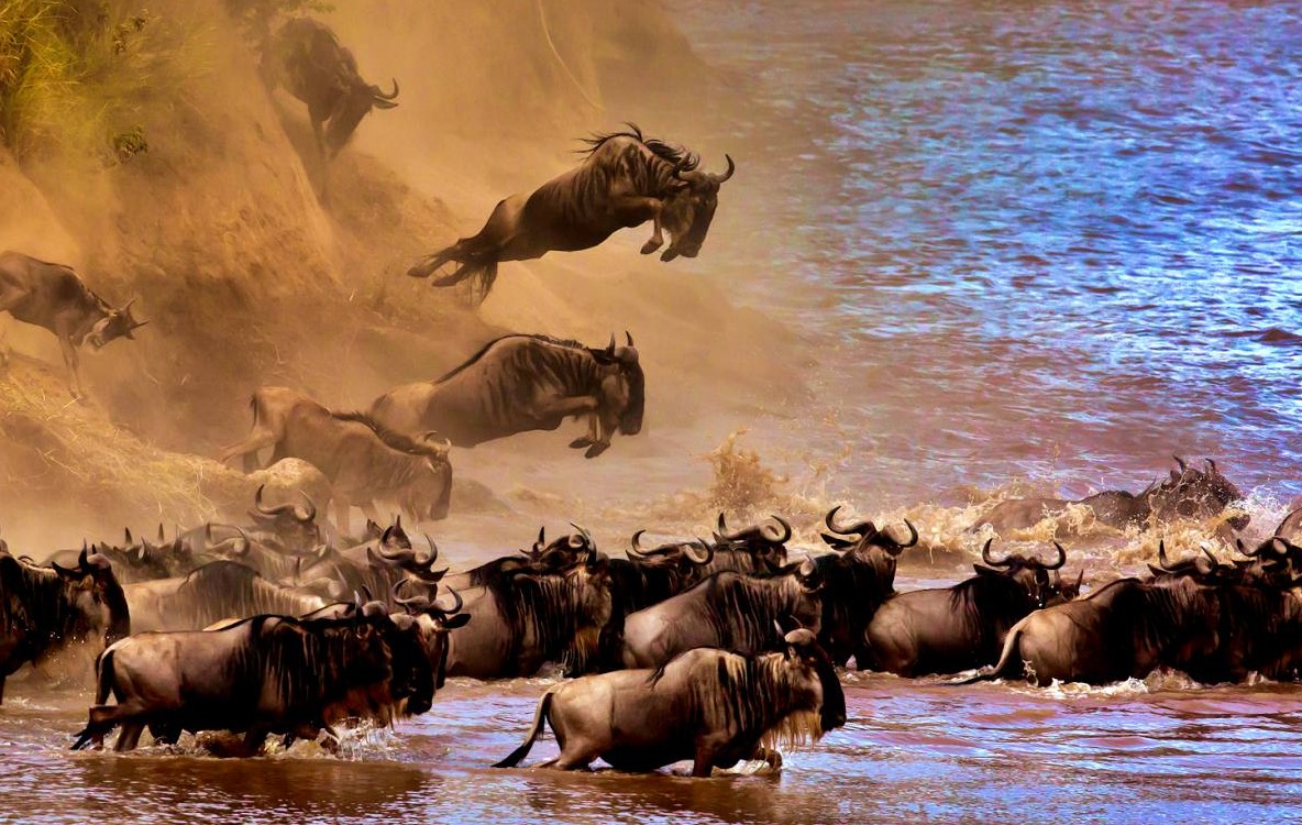 Wilderbeasts Crossing The River