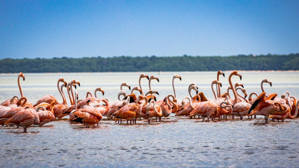Lake Nakuru Flamingos