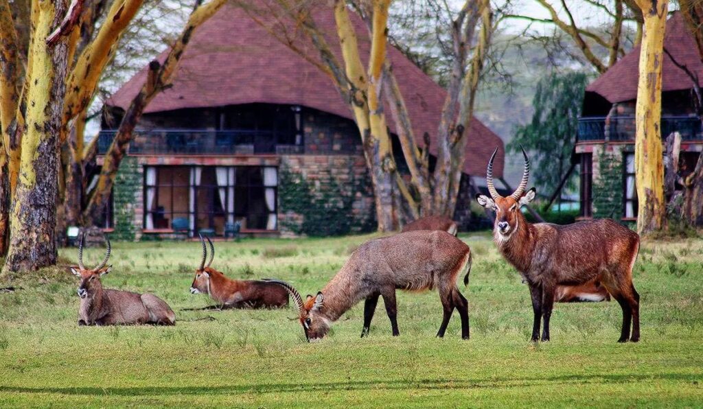 Naivasha Sopa lodge