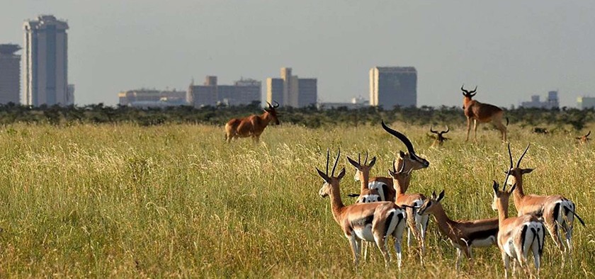 Antelopes In Nairobi National Park