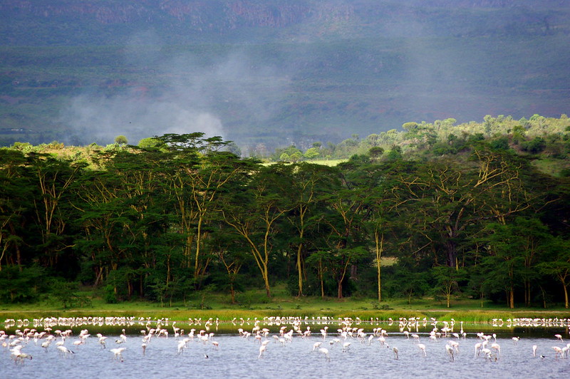 Lake Elementaita birds