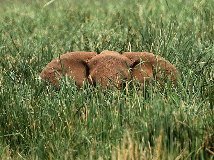 Elephant Surprise In Lake Jipe