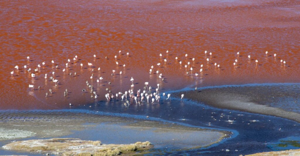 Lake Logipi Flamingos