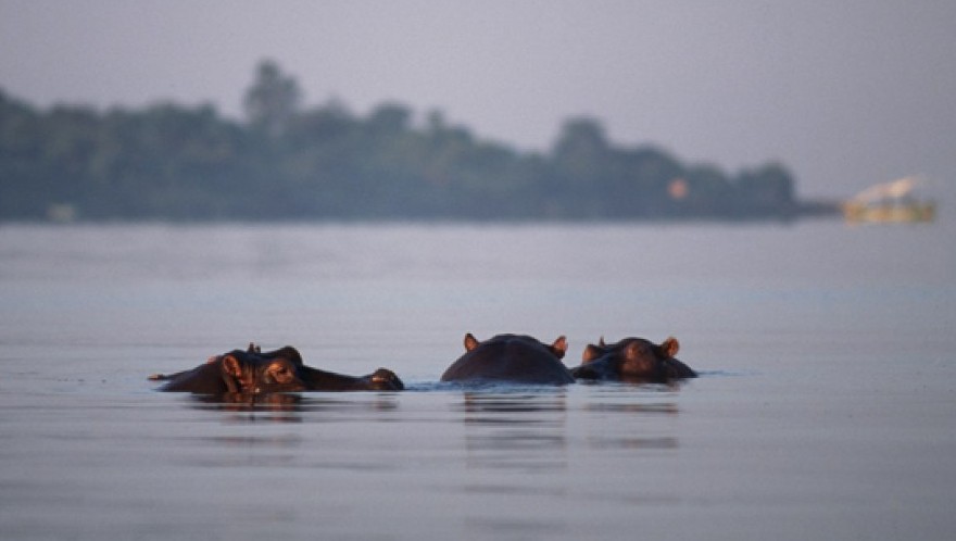 Lake Victoria hippos