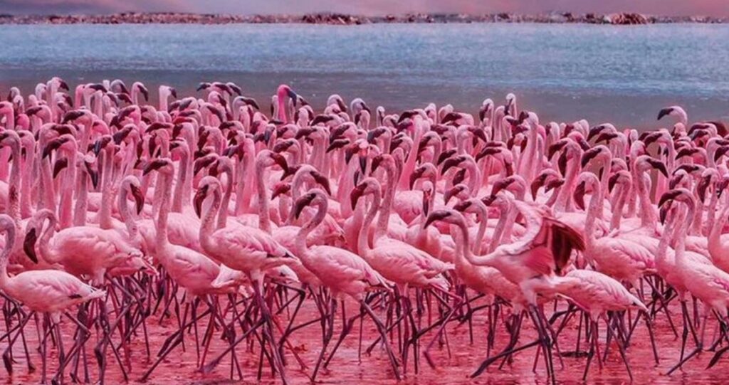 Lake baringo Flamingos
