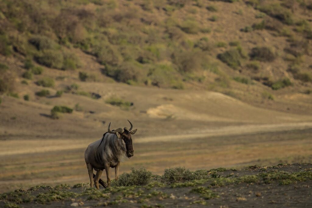 Wilderbeast around Lake Magadi