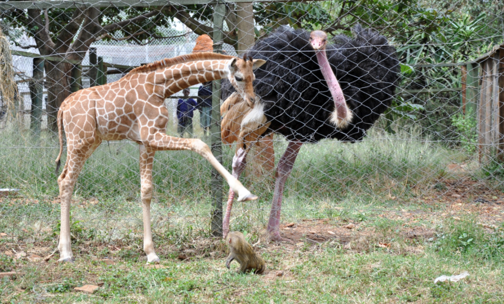 Animal Ophanage Nairobi
