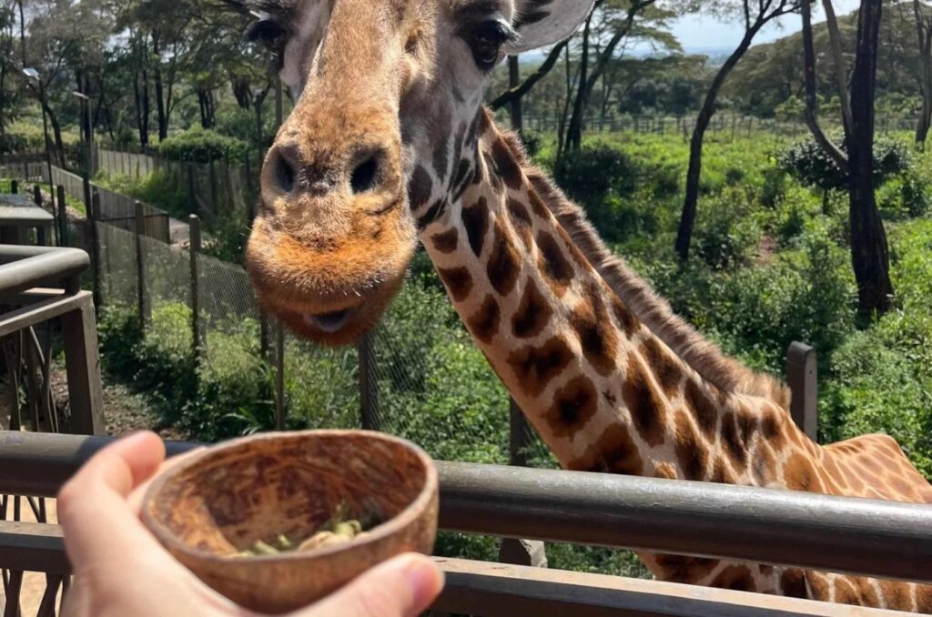 Girrafe Park Nairobi