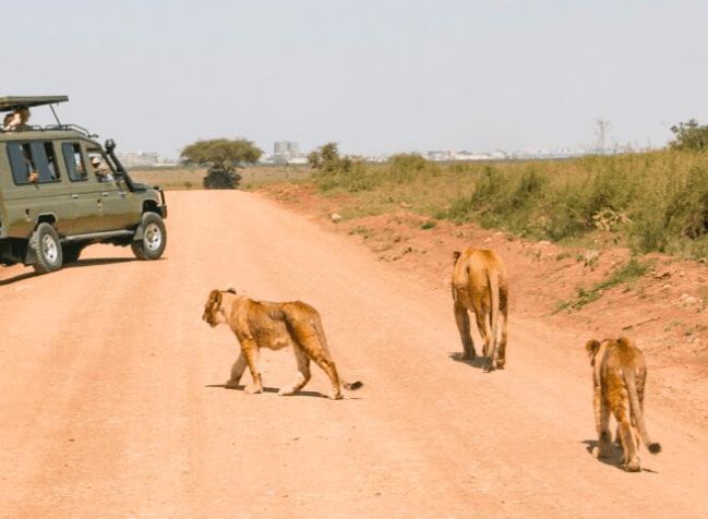 Tourists and lions on Nairobi National park Road