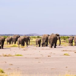 Amboseli (16)