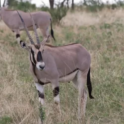 Kenya Safari With East African Oryx