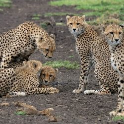 Our Team Cheetahs Umani Bliss African Safaris