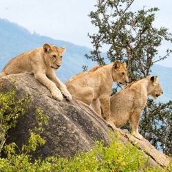 Amboseli Lion