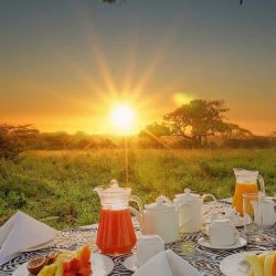 Tanzania Dinner In The Jungle