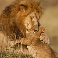 Amboseli Lion Tracking Safari