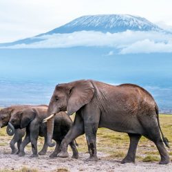 Amboseli Elephants Haven