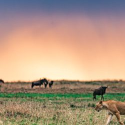 Lions roaming in Tsavo