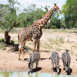 Giraffe and Zebra at a water pond in Amboseli National Park